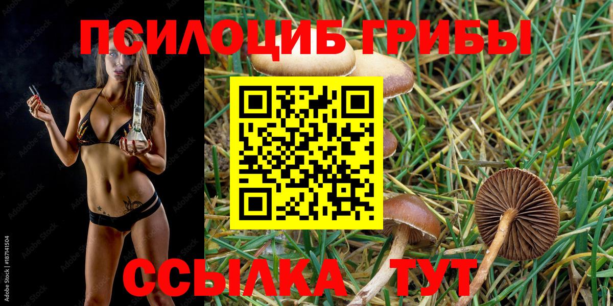 Псилоцибиновые грибы Cubensis Кудымкар